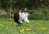 BORDER COLLIE 908